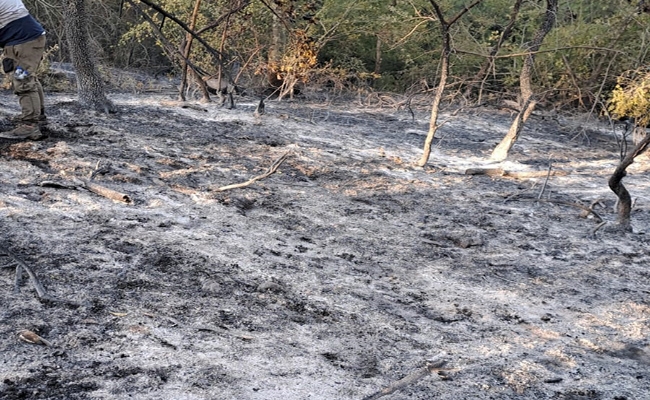Düzce Gümüşova'daki Orman Yangını Kontrol Altına Alındı: 50 Hektar Alan Zarar Gördü