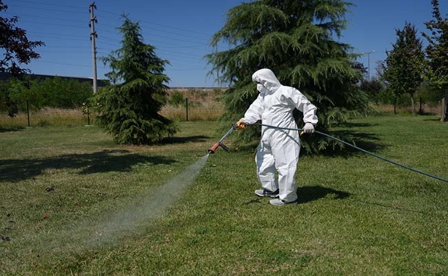 KENE MÜCADELESİ BAŞLADI  